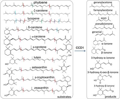 Identification of the carotenoid cleavage dioxygenase genes and functional analysis reveal DoCCD1 is potentially involved in beta-ionone formation in Dendrobium officinale